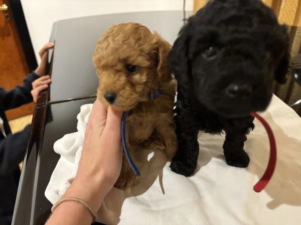 Vendita cuccioli di Barboncino