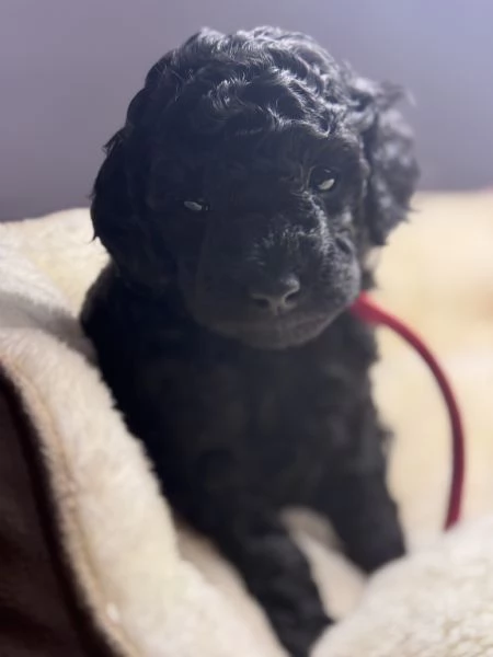 Vendita cuccioli di Barboncino | Foto 4