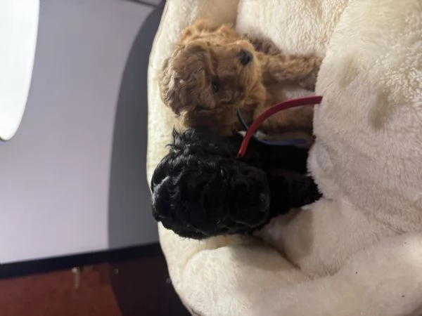 Vendita cuccioli di Barboncino | Foto 3