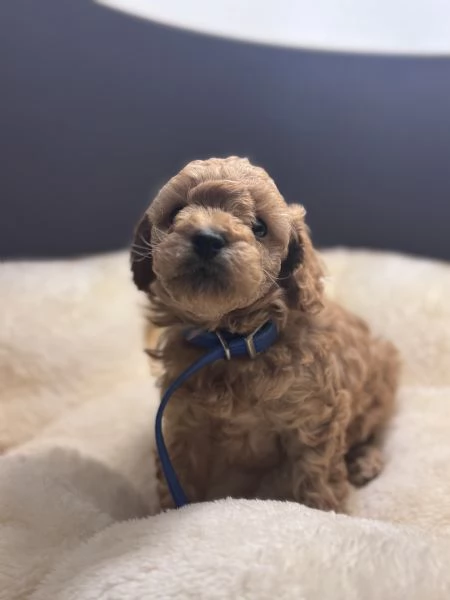 Vendita cuccioli di Barboncino | Foto 2