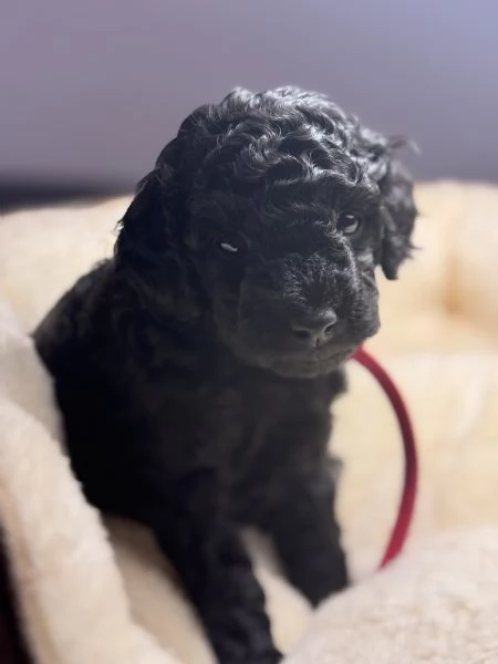 Vendita cuccioli di Barboncino | Foto 1