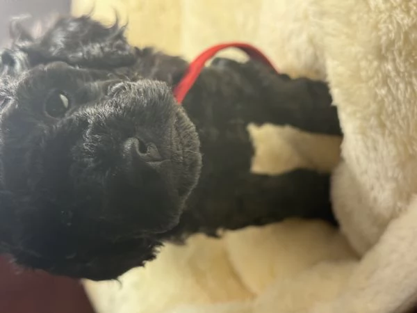 Barboncino nano maschio disponibile | Foto 3