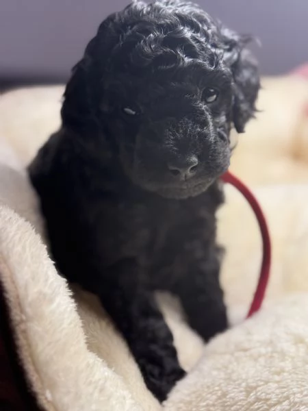 Barboncino nano nero | Foto 3