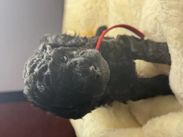 Barboncino nano nero | Foto 1