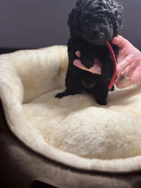 Barboncino nano nero | Foto 0