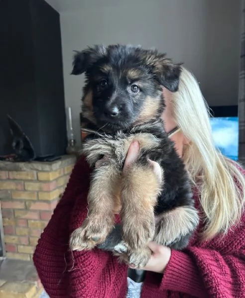 Cuccioli di pastore tedesco di razza pura
