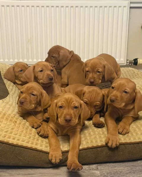 Bellissima e sana cucciolata di cuccioli di Vizsla