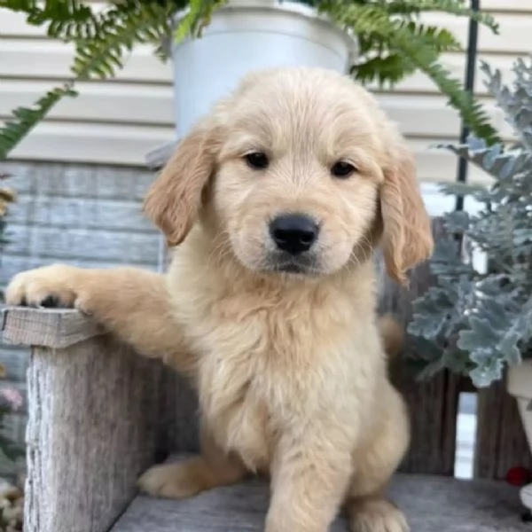 Splendidi cuccioli di Golden Retriever scuro