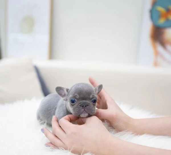 Cuccioli di Bulldog Francese