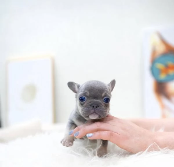 Cuccioli di Bulldog Francese | Foto 0