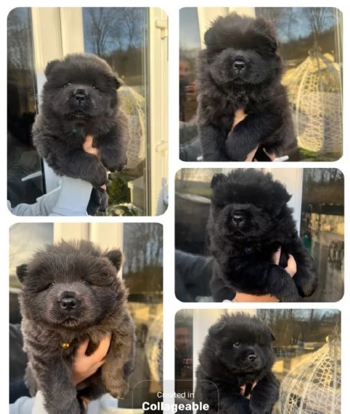 Cerchiamo una casa per sempre Splendidi Chow Chow neriblu