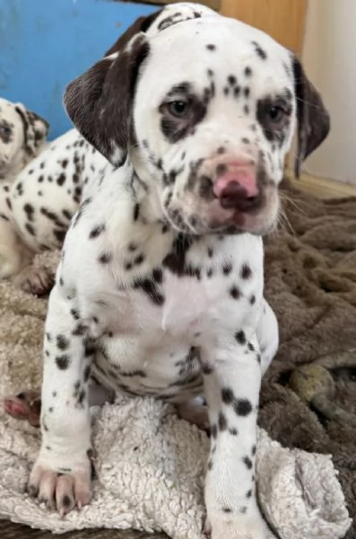 splendidi cuccioli di Dalmata | Foto 0