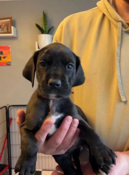 Cuccioli di Alano blu tinta unita