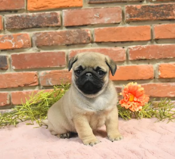 Cuccioli di carlino adorabili e preziosi