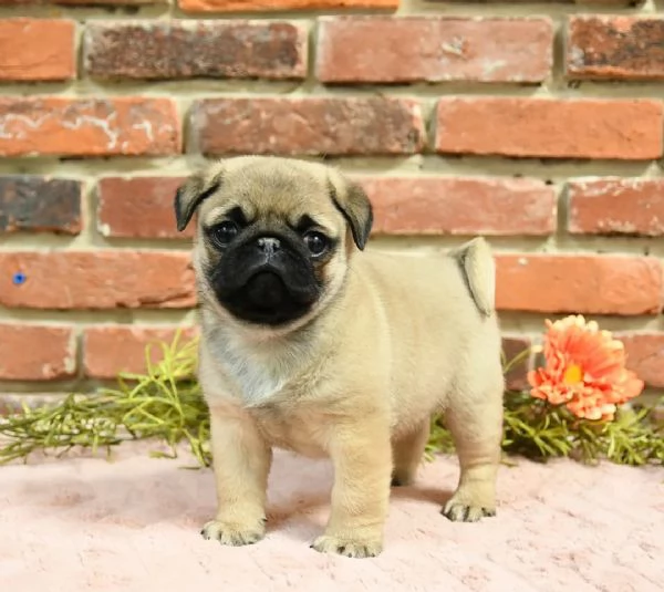 Cuccioli di carlino adorabili e preziosi | Foto 0