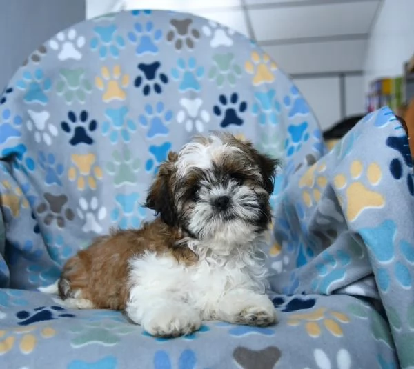 Preziosi adorabili e affettuosi Shih Tzu
