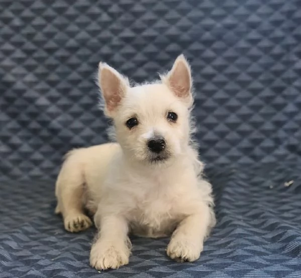 Cuccioli di West Highland | Foto 0