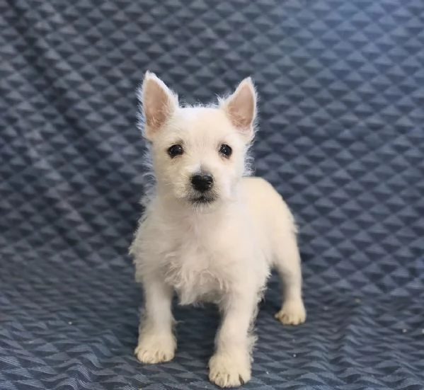 Cuccioli di West Highland