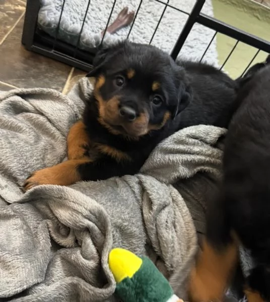 Splendidi cuccioli di Rottweiler