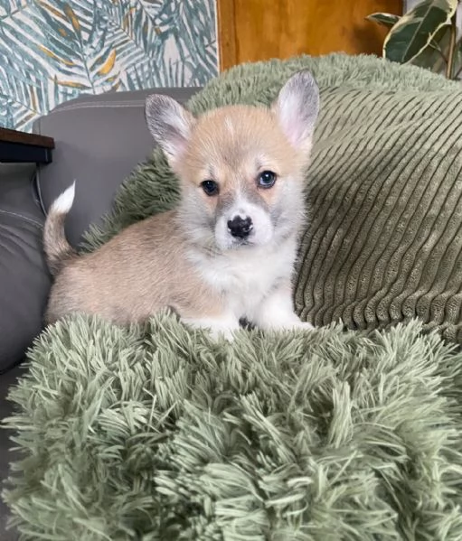 splendida cucciolata di Pembroke Welsh Corgi