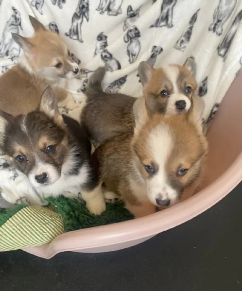 splendida cucciolata di Pembroke Welsh Corgi | Foto 0