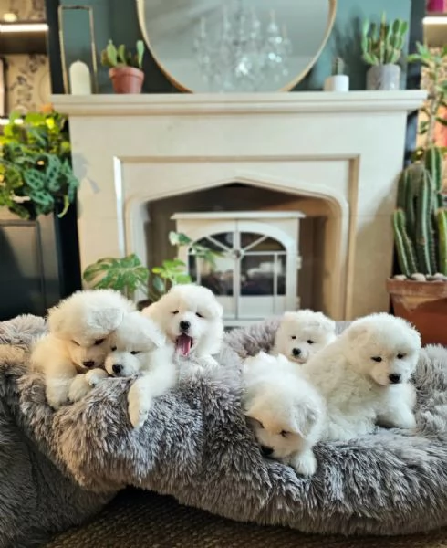  Eccezionali cuccioli di Samoiedo testa dorso  | Foto 0