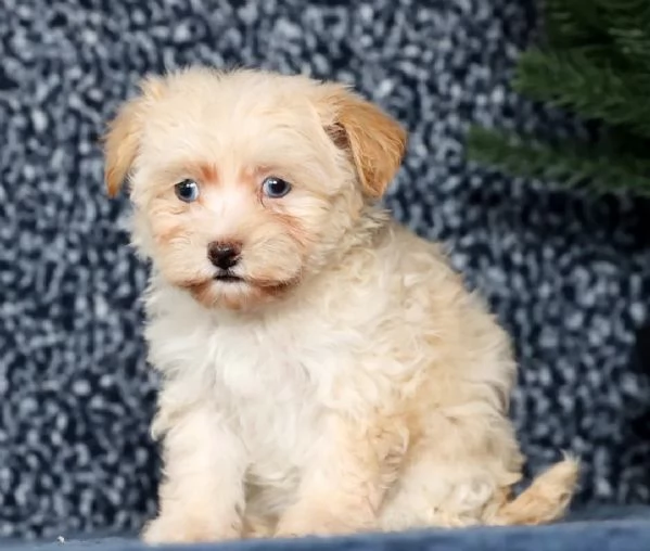  adorabili Bichon  | Foto 0