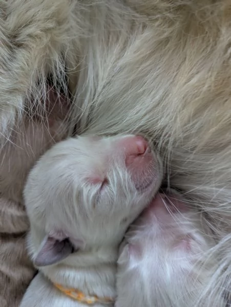 Cuccioli di Golden disponibili 