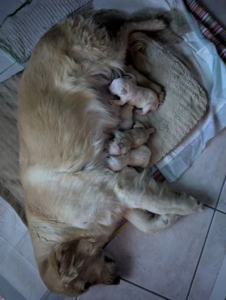 Cuccioli di Golden disponibili  | Foto 2