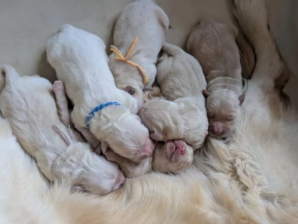 Cuccioli di Golden disponibili  | Foto 1