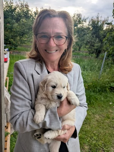 Cucciolo maschio Golden retriever  | Foto 1