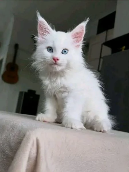 Cucciola di razza Maine Coon