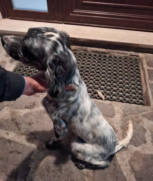 cuccioli Setter inglese