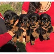 Cuccioli di Rottweiler maschi e femmine in vendita