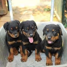 Cuccioli di Rottweiler maschi e femmine in vendita | Foto 0