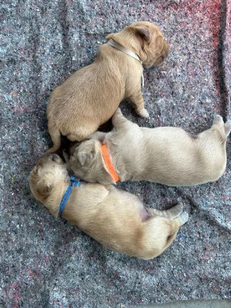 Vendo cuccioli di Golden Retriver