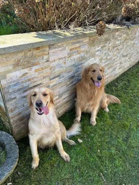 Vendo cuccioli di Golden Retriver | Foto 2