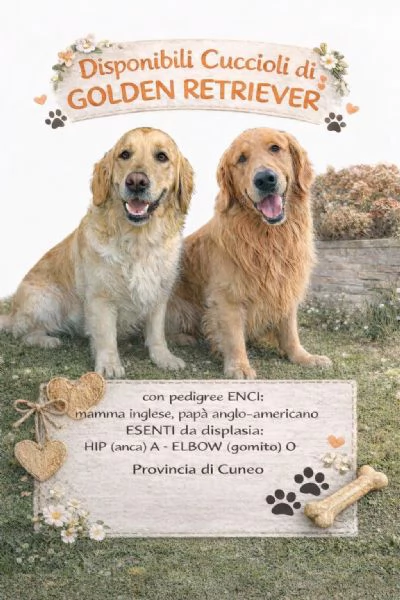 Vendo cuccioli di Golden Retriver | Foto 1