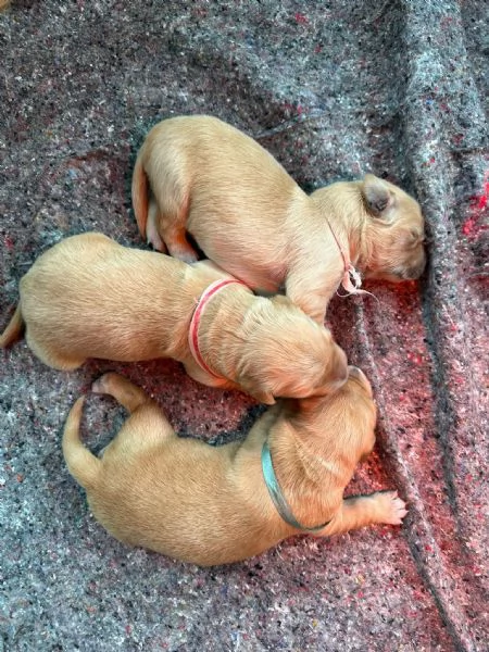 Vendo cuccioli di Golden Retriver | Foto 0
