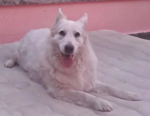 Regalo buonissima Zira