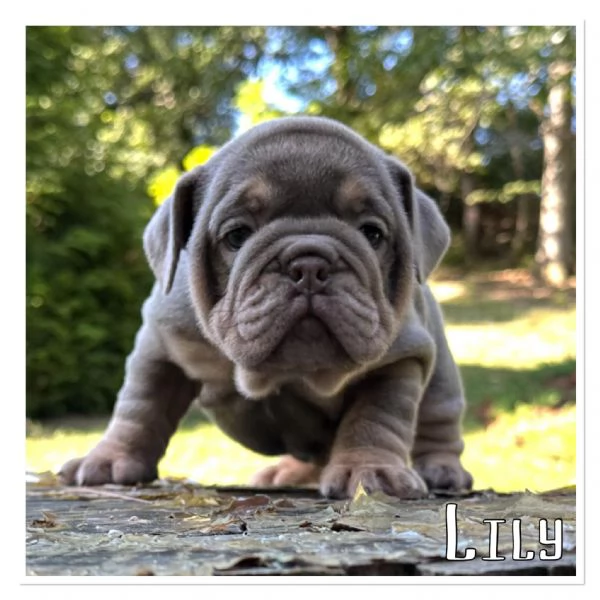 Cuccioli di bulldog inglese in adozione