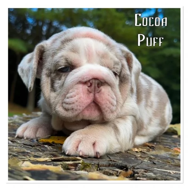 Cuccioli di bulldog inglese in adozione | Foto 4