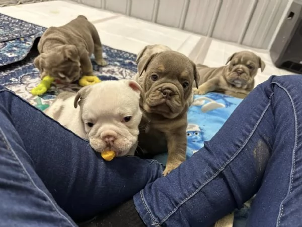 Cuccioli di bulldog inglese in adozione | Foto 3