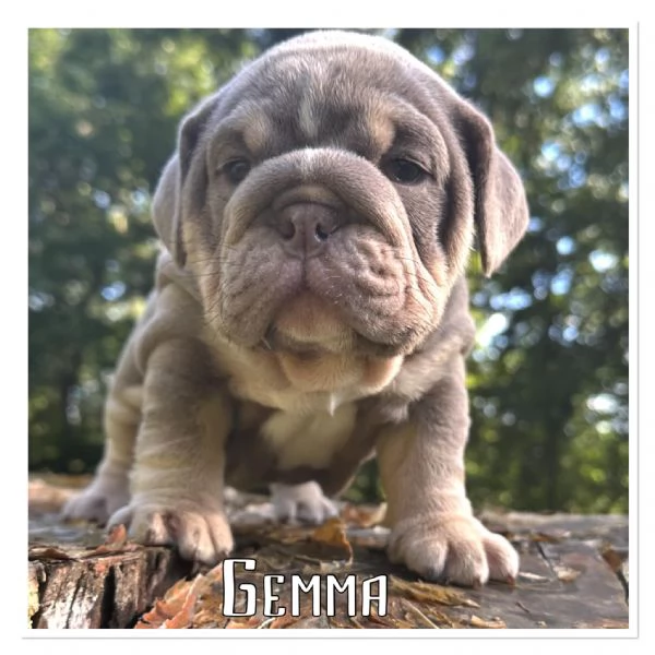 Cuccioli di bulldog inglese in adozione | Foto 2