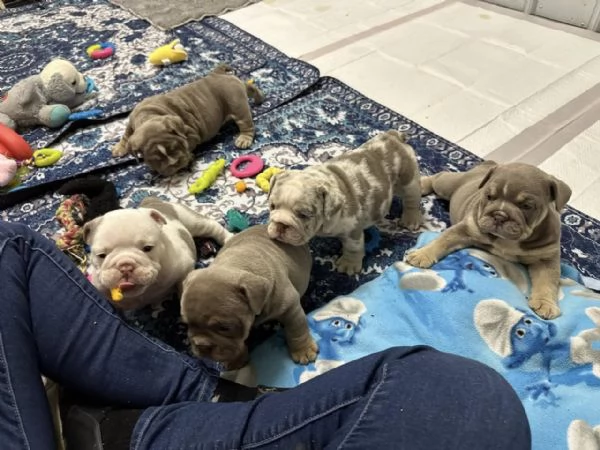 Cuccioli di bulldog inglese in adozione | Foto 1