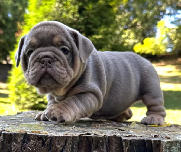 Cuccioli di bulldog inglese in adozione | Foto 0