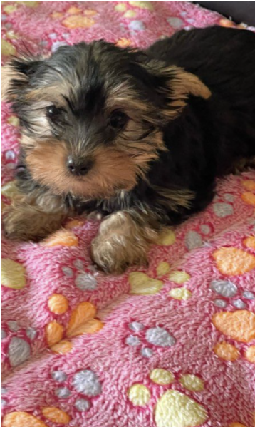 REGALO YORKSHIRE  | Foto 0