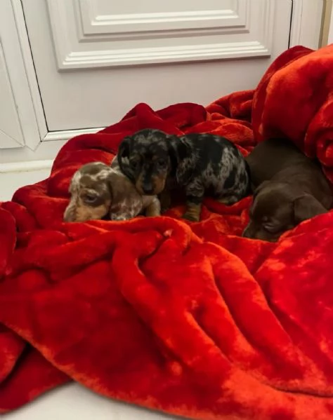 Cuccioli di Bassotto Nano | Foto 0