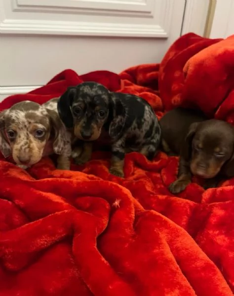 Cuccioli bassotti Kaninchen  | Foto 5