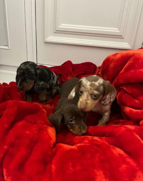 Cuccioli bassotti Kaninchen  | Foto 3